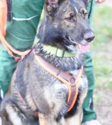 Bianca – Deutscher Schäferhund, Weibchen, 2 Jahre 2 Monate, 13057 Berlin – Foto 4