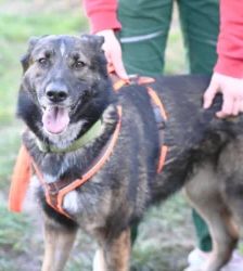 Bianca – Deutscher Schäferhund, Weibchen, 2 Jahre 2 Monate, 13057 Berlin – Foto 5