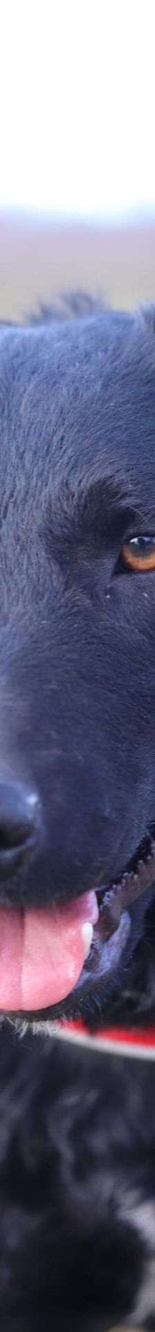 Bono – Kroatischer Schäferhund/ Jagdterrier-Mischling, Männchen, 13 Monate, Nordic Strays e.V. – Foto 1