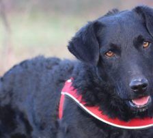 Bono – Kroatischer Schäferhund/ Jagdterrier-Mischling, Männchen, 13 Monate, Nordic Strays e.V. – Foto 2