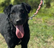 Bono – Kroatischer Schäferhund/ Jagdterrier-Mischling, Männchen, 13 Monate, Nordic Strays e.V. – Foto 3