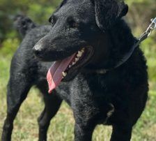 Bono – Kroatischer Schäferhund/ Jagdterrier-Mischling, Männchen, 13 Monate, Nordic Strays e.V. – Foto 4