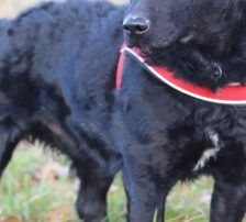 Bono – Kroatischer Schäferhund/ Jagdterrier-Mischling, Männchen, 13 Monate, Nordic Strays e.V. – Foto 5