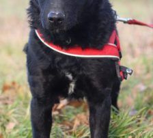 Bono – Kroatischer Schäferhund/ Jagdterrier-Mischling, Männchen, 13 Monate, Nordic Strays e.V. – Foto 6