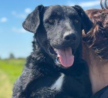 Bono – Kroatischer Schäferhund/ Jagdterrier-Mischling, Männchen, 13 Monate, Nordic Strays e.V. – Foto 7