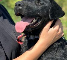 Bono – Kroatischer Schäferhund/ Jagdterrier-Mischling, Männchen, 13 Monate, Nordic Strays e.V. – Foto 8