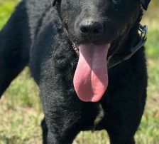 Bono – Kroatischer Schäferhund/ Jagdterrier-Mischling, Männchen, 13 Monate, Nordic Strays e.V. – Foto 9