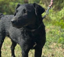 Bono – Kroatischer Schäferhund/ Jagdterrier-Mischling, Männchen, 13 Monate, Nordic Strays e.V. – Foto 10