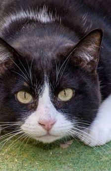 Tifón – EKH, Männchen, 9 Jahre, 65520 Bad Camberg – Foto 1