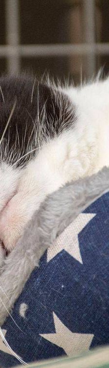 Tifón – EKH, Männchen, 9 Jahre, 65520 Bad Camberg – Foto 11