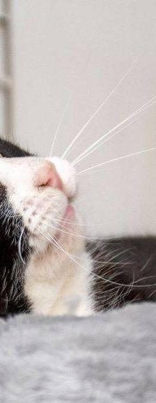 Tifón – EKH, Männchen, 9 Jahre, 65520 Bad Camberg – Foto 12