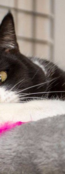 Tifón – EKH, Männchen, 9 Jahre, 65520 Bad Camberg – Foto 13