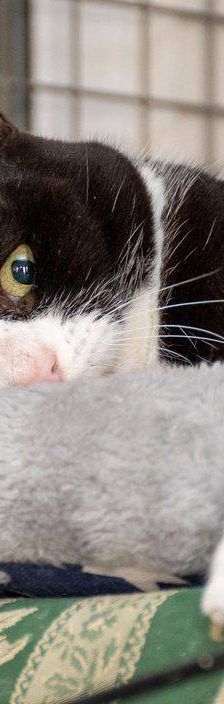 Tifón – EKH, Männchen, 9 Jahre, 65520 Bad Camberg – Foto 14
