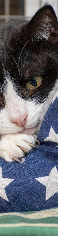 Tifón – EKH, Männchen, 9 Jahre, 65520 Bad Camberg – Foto 15