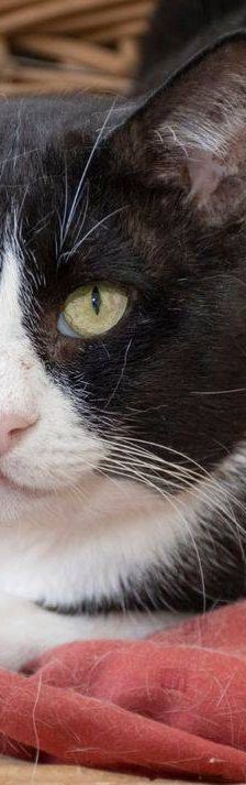 Tifón – EKH, Männchen, 9 Jahre, 65520 Bad Camberg – Foto 4