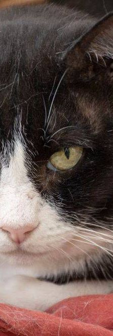 Tifón – EKH, Männchen, 9 Jahre, 65520 Bad Camberg – Foto 5