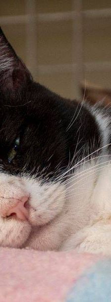 Tifón – EKH, Männchen, 9 Jahre, 65520 Bad Camberg – Foto 6