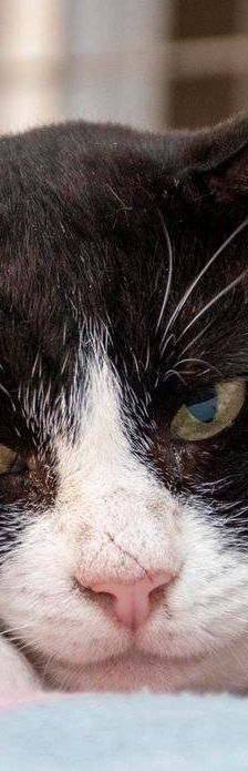 Tifón – EKH, Männchen, 9 Jahre, 65520 Bad Camberg – Foto 7