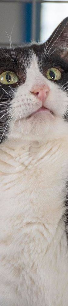Tifón – EKH, Männchen, 9 Jahre, 65520 Bad Camberg – Foto 9