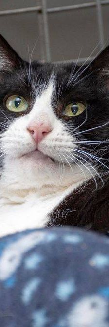 Tifón – EKH, Männchen, 9 Jahre, 65520 Bad Camberg – Foto 10