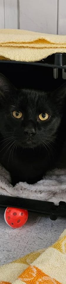 Kylo – EKH, Männchen, 1 Jahr 11 Monate, 97816 Lohr – Foto 1