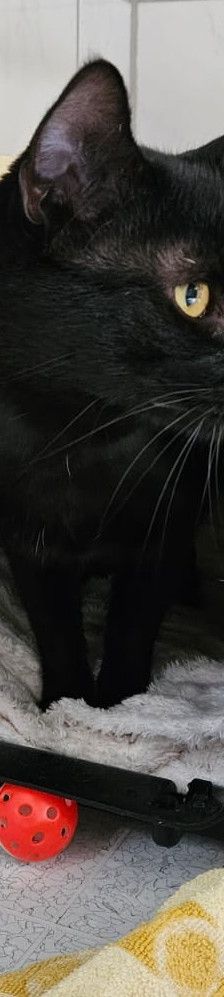 Kylo – EKH, Männchen, 1 Jahr 11 Monate, 97816 Lohr – Foto 2