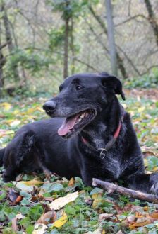 Neo – Labradormischling, Männchen, 10 Jahre 6 Monate, 97074 Würzburg – Foto 2