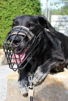 Neo – Labradormischling, Männchen, 10 Jahre 6 Monate, 97074 Würzburg – Foto 3
