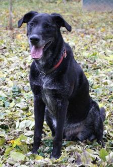Neo – Labradormischling, Männchen, 10 Jahre 6 Monate, 97074 Würzburg – Foto 4