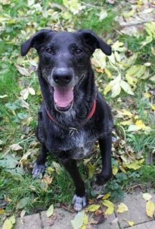 Neo – Labradormischling, Männchen, 10 Jahre 6 Monate, 97074 Würzburg – Foto 5