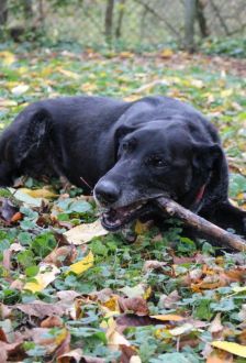 Neo – Labradormischling, Männchen, 10 Jahre 6 Monate, 97074 Würzburg – Foto 6