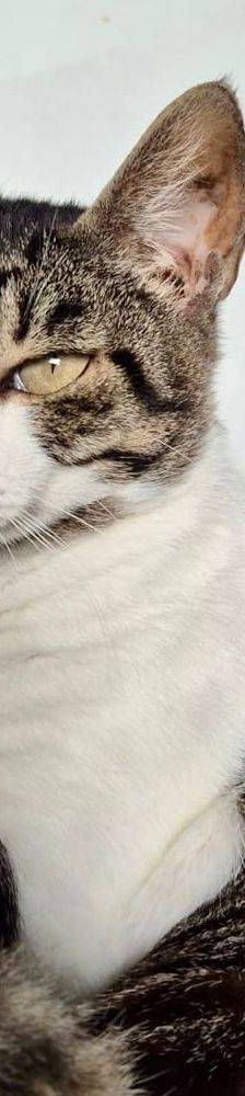 Holly – Mix, Weibchen, 1 Jahr, 65520 Bad Camberg – Foto 2