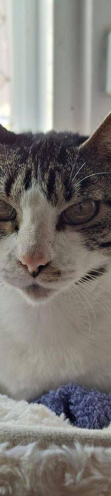 Holly – Mix, Weibchen, 1 Jahr, 65520 Bad Camberg – Foto 3