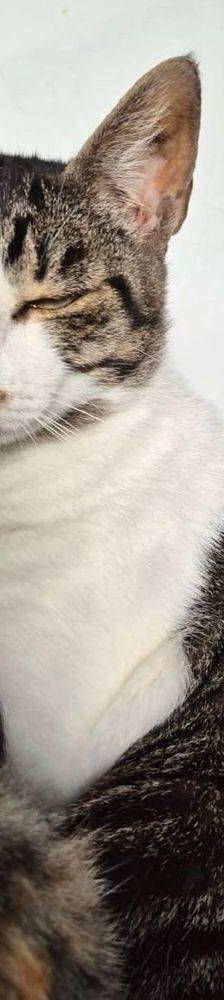 Holly – Mix, Weibchen, 1 Jahr, 65520 Bad Camberg – Foto 4