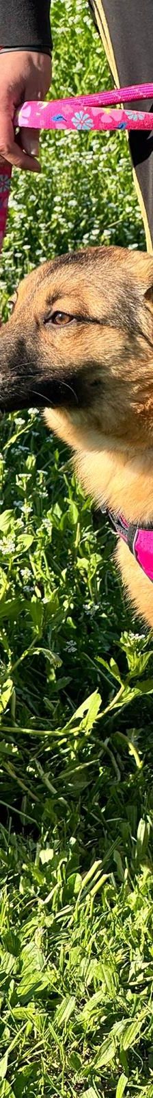 Dina – Belgischer Schäferhund Tornjak-Mix, Weibchen, 9 Monate, Nordic Strays e.V. – Foto 2