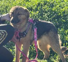 Dina – Belgischer Schäferhund Tornjak-Mix, Weibchen, 9 Monate, Nordic Strays e.V. – Foto 11