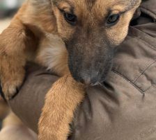 Dina – Belgischer Schäferhund Tornjak-Mix, Weibchen, 9 Monate, Nordic Strays e.V. – Foto 3