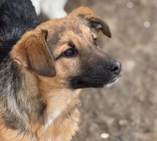 Dina – Belgischer Schäferhund Tornjak-Mix, Weibchen, 9 Monate, Nordic Strays e.V. – Foto 4