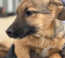 Dina – Belgischer Schäferhund Tornjak-Mix, Weibchen, 9 Monate, Nordic Strays e.V. – Foto 5