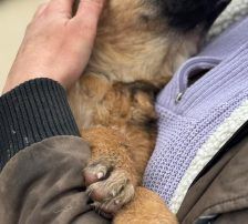 Dina – Belgischer Schäferhund Tornjak-Mix, Weibchen, 9 Monate, Nordic Strays e.V. – Foto 6