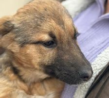 Dina – Belgischer Schäferhund Tornjak-Mix, Weibchen, 9 Monate, Nordic Strays e.V. – Foto 7