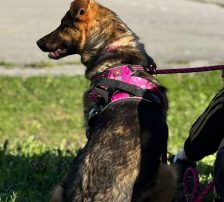 Dina – Belgischer Schäferhund Tornjak-Mix, Weibchen, 9 Monate, Nordic Strays e.V. – Foto 8