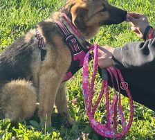 Dina – Belgischer Schäferhund Tornjak-Mix, Weibchen, 9 Monate, Nordic Strays e.V. – Foto 9