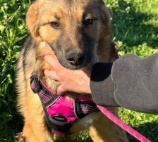 Dina – Belgischer Schäferhund Tornjak-Mix, Weibchen, 9 Monate, Nordic Strays e.V. – Foto 10