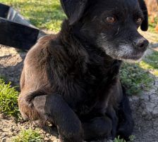 Mara – Mischling, Weibchen, 7 Jahre, Nordic Strays e.V. – Foto 2