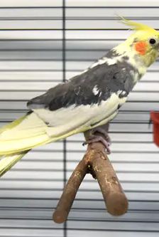 Paula – Nymphensittich, Weibchen, 8 Jahre, 90537 Feucht – Foto 1