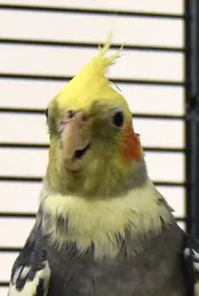 Paula – Nymphensittich, Weibchen, 8 Jahre, 90537 Feucht – Foto 2