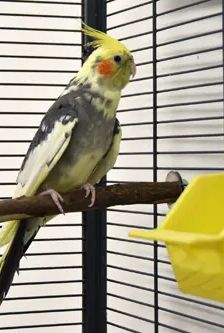 Paula – Nymphensittich, Weibchen, 8 Jahre, 90537 Feucht – Foto 3