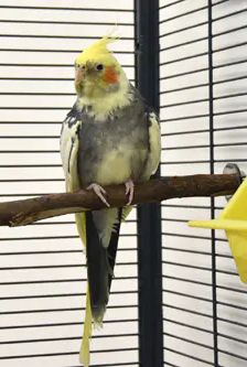 Paula – Nymphensittich, Weibchen, 8 Jahre, 90537 Feucht – Foto 4