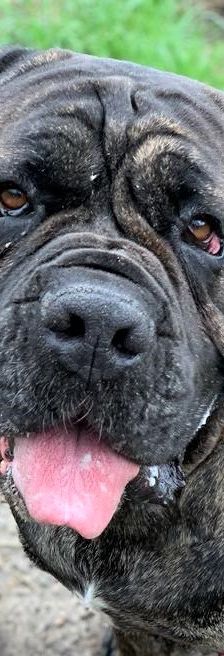 Dante – Mastino-Mix, Männchen, 3 Jahre 7 Monate, 13057 Berlin – Foto 1
